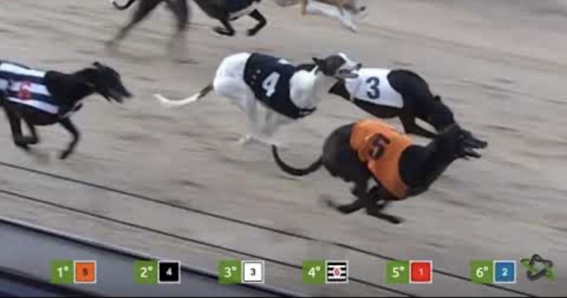 Virtual Greyhounds Slot 2